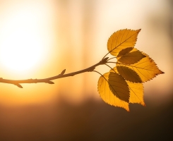 O Ciclo Divino da Vida: Uma Reflexão sobre Começos, Fins e a Promessa da Eternidade