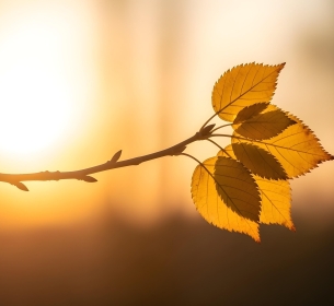 O Ciclo Divino da Vida: Uma Reflexão sobre Começos, Fins e a Promessa da Eternidade