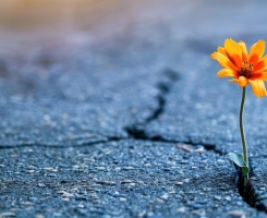 Vivendo o Caminho, a Verdade e a Vida