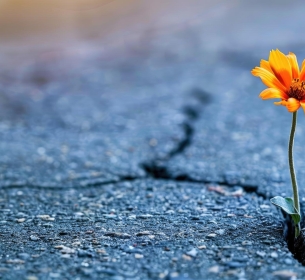 Vivendo o Caminho, a Verdade e a Vida